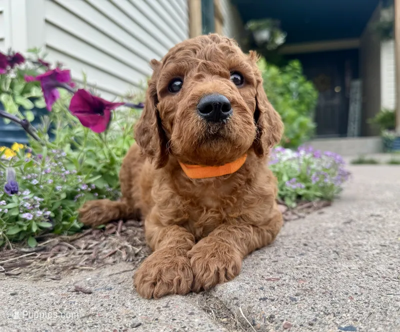 Conrad - F1B – Irish Doodle puppy for sale in Hammond, WI