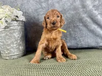 York - F1B, a male Irish Doodle for sale in Hammond, WI – 4 of 5