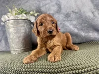 Carolina, a female Irish Doodle for sale in Hammond, WI – 5 of 5