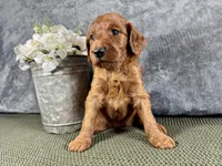 Della, a female Irish Doodle for sale in Hammond, WI – 5 of 5
