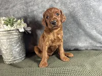 Virginia, a female Irish Doodle for sale in Hammond, WI – 2 of 5