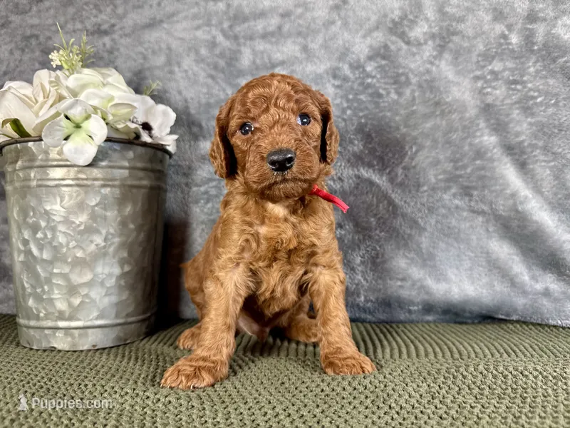 Rhode – Irish Doodle puppy for sale in Hammond, WI