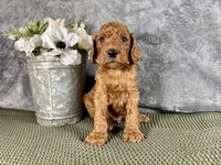 Hammy - F1B, a male Irish Doodle for sale in Hammond, WI – 4 of 5