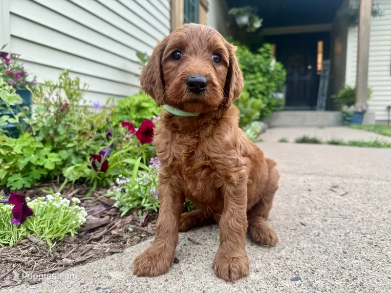 Virginia – Irish Doodle puppy for sale in Hammond, WI