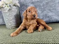 York - F1B, a male Irish Doodle for sale in Hammond, WI – 1 of 5