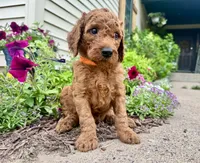 Conrad - F1B, a male Irish Doodle for sale in Hammond, WI – 5 of 10