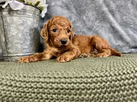 Georgia, a female Irish Doodle for sale in Hammond, WI – 3 of 5