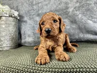 Connor - F1B, a male Irish Doodle for sale in Hammond, WI – 5 of 5