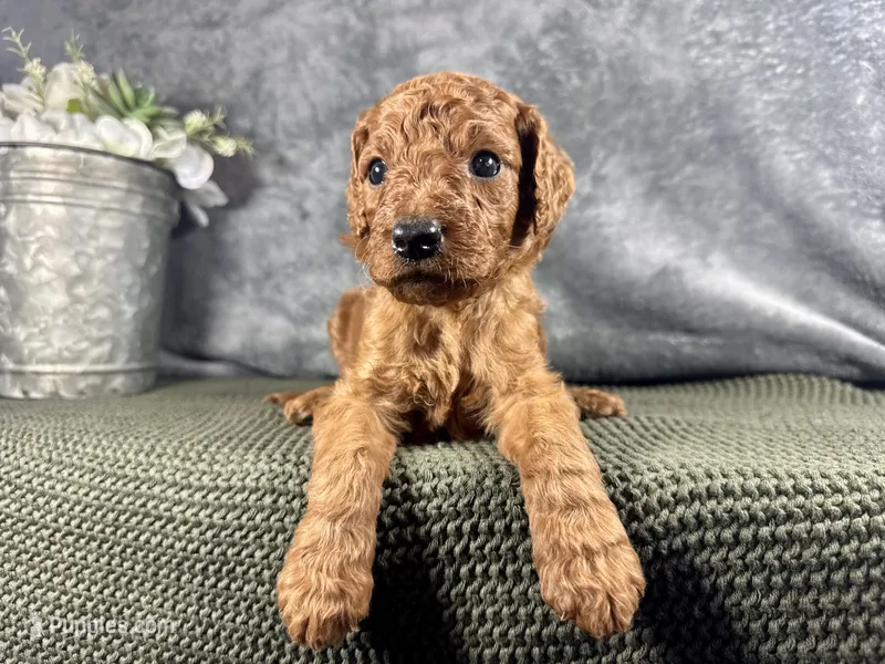 Jersey – Irish Doodle puppy for sale in Hammond, WI