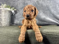 Jersey, a male Irish Doodle for sale in Hammond, WI – 1 of 5