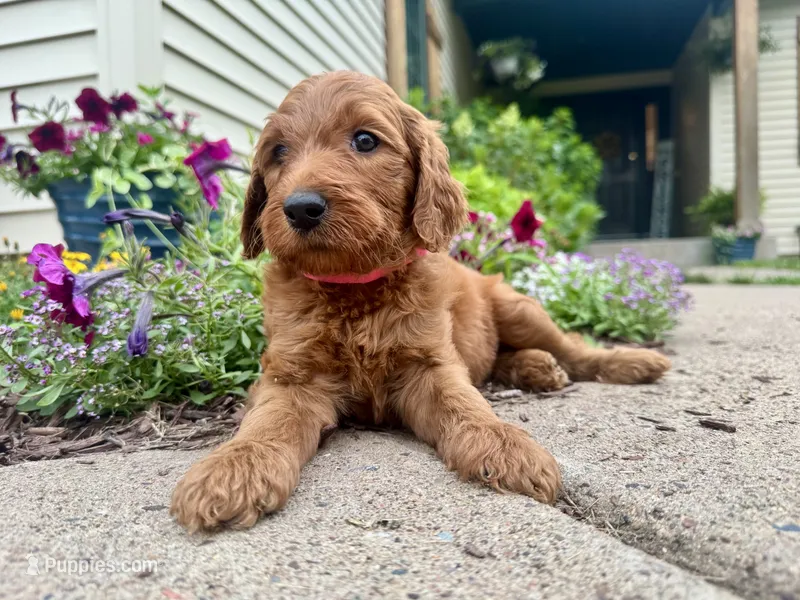 Carolina – Irish Doodle puppy for sale in Hammond, WI
