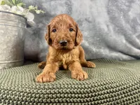 Carolina, a female Irish Doodle for sale in Hammond, WI – 3 of 5