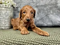 Mason, a male Irish Doodle for sale in Hammond, WI – 4 of 5