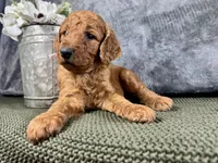Nora, a female Irish Doodle for sale in Hammond, WI – 4 of 5
