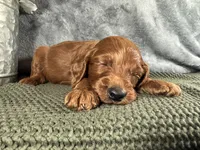 Penn, a male Irish Doodle for sale in Hammond, WI – 3 of 5