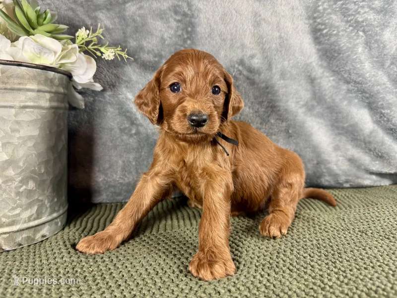 Penn – Irish Doodle puppy for sale in Hammond, WI