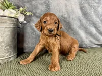 Penn, a male Irish Doodle for sale in Hammond, WI – 1 of 5