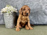 Della, a female Irish Doodle for sale in Hammond, WI – 4 of 5