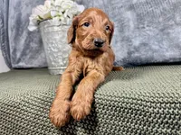 Mason, a male Irish Doodle for sale in Hammond, WI – 5 of 5