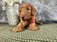 Rhode, a male Irish Doodle for sale in Hammond, WI – 5 of 5