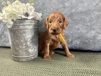 York - F1B, a male Irish Doodle for sale in Hammond, WI – 3 of 5