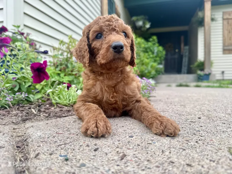 Mary – Irish Doodle puppy for sale in Hammond, WI