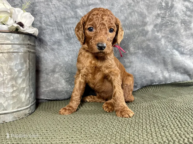 Mary – Irish Doodle puppy for sale in Hammond, WI