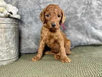 Mary, a female Irish Doodle for sale in Hammond, WI – 1 of 5