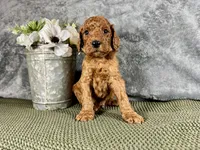 Hammy - F1B, a male Irish Doodle for sale in Hammond, WI – 5 of 5
