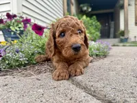 Conrad - F1B, a male Irish Doodle for sale in Hammond, WI – 4 of 10