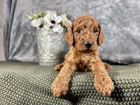 Hammy - F1B, a male Irish Doodle for sale in Hammond, WI – 2 of 5