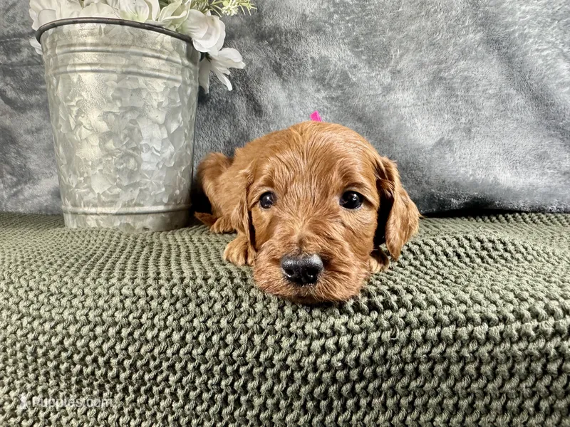 Carolina – Irish Doodle puppy for sale in Hammond, WI