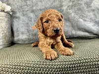 Connor - F1B, a male Irish Doodle for sale in Hammond, WI – 4 of 5