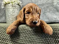 Mason, a male Irish Doodle for sale in Hammond, WI – 2 of 5
