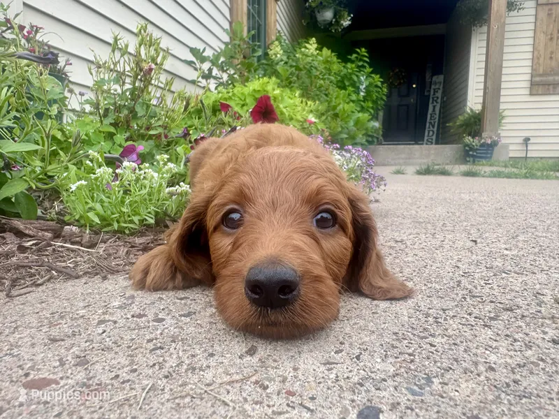 Penn – Irish Doodle puppy for sale in Hammond, WI