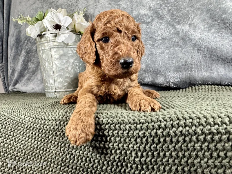 Hammy - F1B – Irish Doodle puppy for sale in Hammond, WI