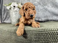 Hammy - F1B, a male Irish Doodle for sale in Hammond, WI – 1 of 5