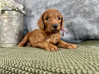Mary, a female Irish Doodle for sale in Hammond, WI – 2 of 5
