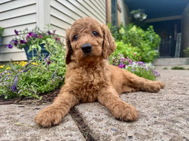 Nora – Irish Doodle puppy for sale in Hammond, WI