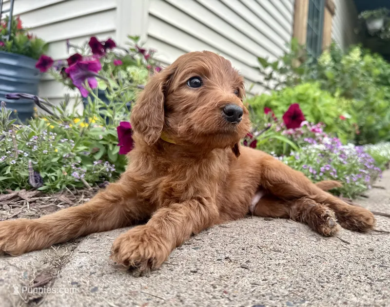 York - F1B – Irish Doodle puppy for sale in Hammond, WI