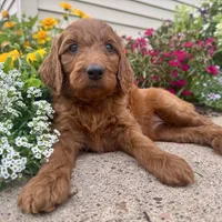 F1B Irish Doodle, a  Irish Doodle for sale in Hammond, WI – Photo 1 of 6