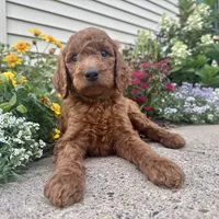 F1B Irish Doodle, a  Irish Doodle for sale in Hammond, WI – Photo 4 of 6