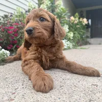 F1B Irish Doodle, a  Irish Doodle for sale in Hammond, WI – Photo 2 of 6