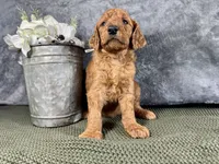 Nora, a female Irish Doodle for sale in Hammond, WI – 2 of 5