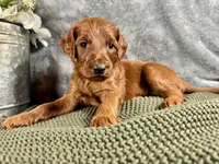 Virginia, a female Irish Doodle for sale in Hammond, WI – 3 of 5