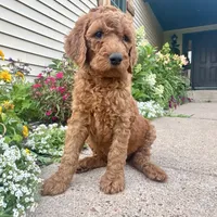 F1B Irish Doodle, a male Irish Setter and Poodle - Standard  for sale in Hammond, WI – Photo 5 of 6
