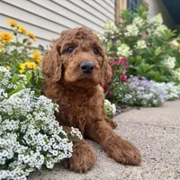F1B Irish Doodle, a male Irish Setter and Poodle - Standard  for sale in Hammond, WI – Photo 2 of 6