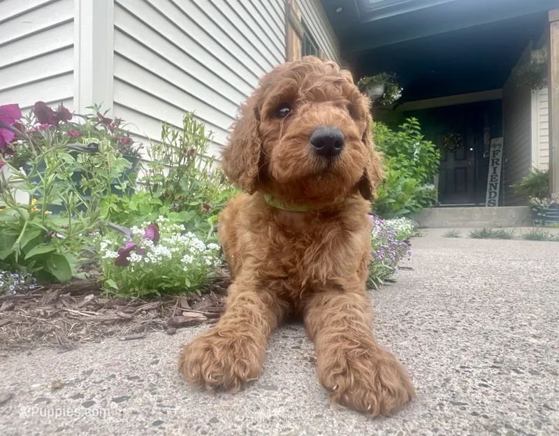 Hammy - F1B – Irish Doodle puppy for sale in Hammond, WI