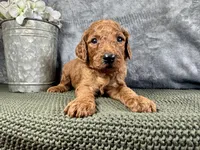 Connor - F1B, a male Irish Doodle for sale in Hammond, WI – 3 of 5