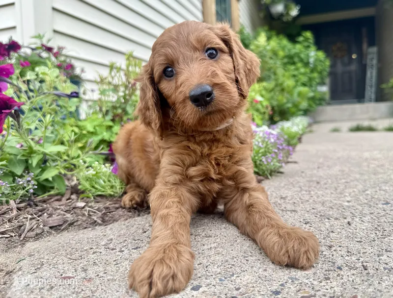 Della – Irish Doodle puppy for sale in Hammond, WI